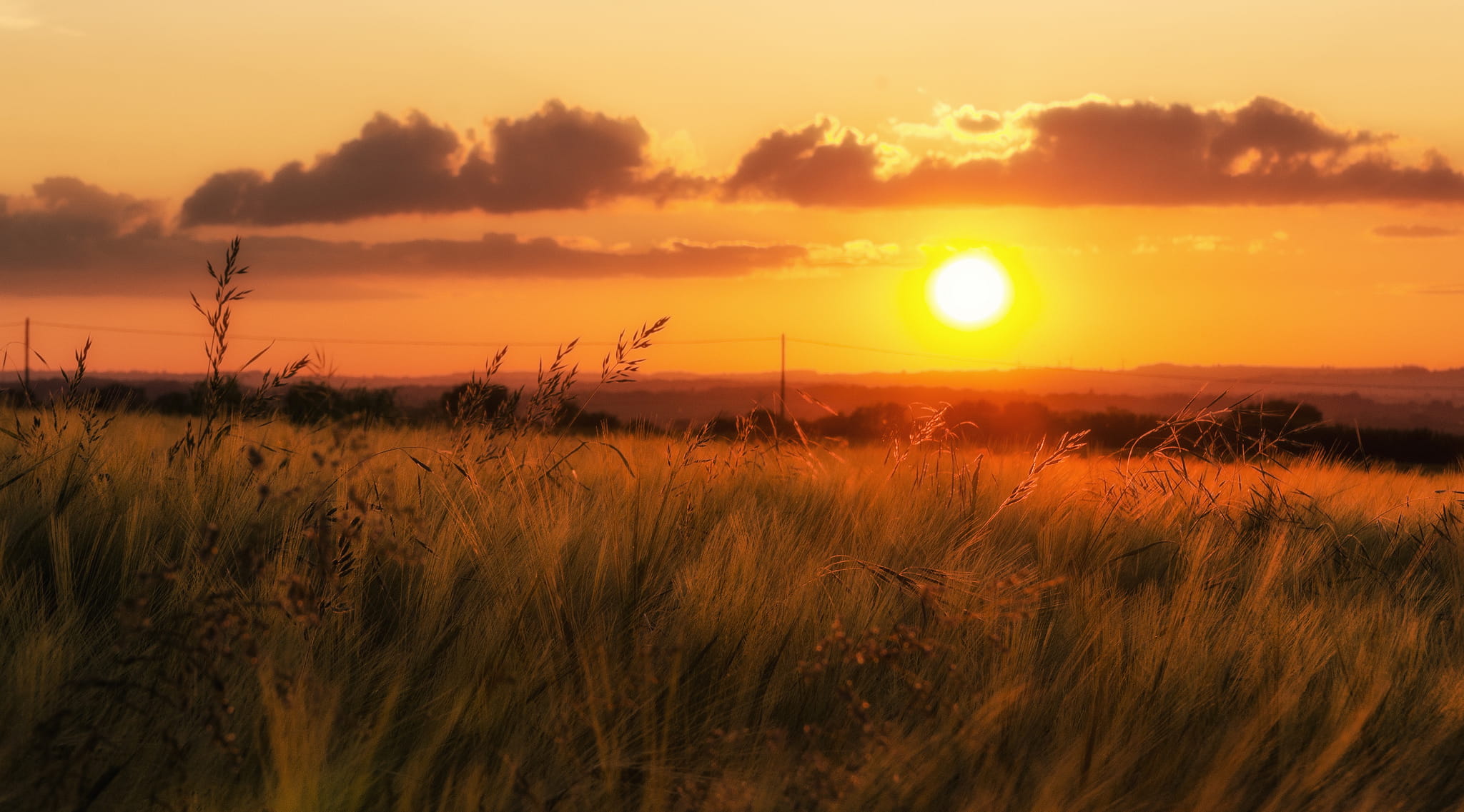 Wheat field sunset.